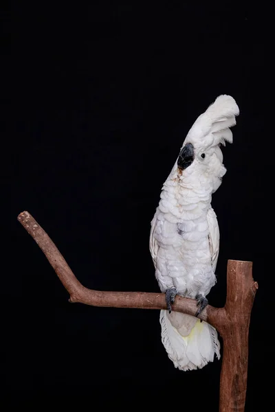Bílé Cockatoo Detailní Záběr Černým Pozadím — Stock fotografie