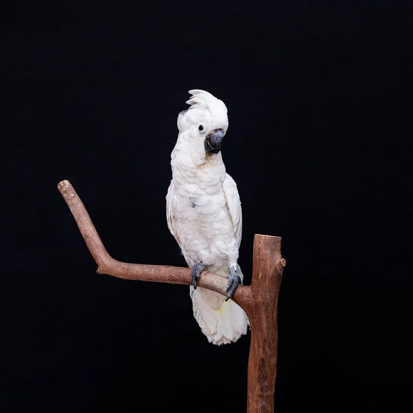 Białe Kakadu Zbliżenie Czarnym Tle — Zdjęcie stockowe
