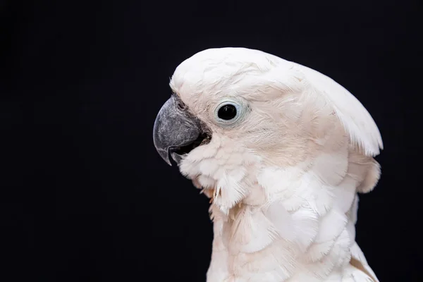 Cacatúa Blanca Primer Plano Con Fondo Negro — Foto de Stock