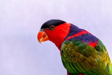 Lory Parrot (Lorius lory) beyaz arkaplan ile ahşap levrek üzerinde..