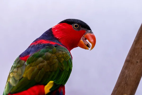 Lory Parrot Lorius Lory Wooden Perch White Background — Stock Photo, Image