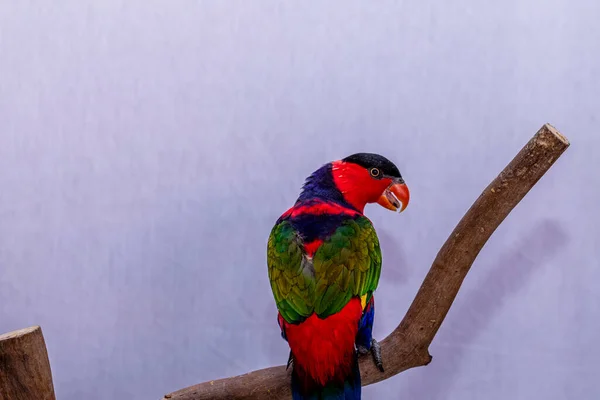 Perroquet Doré Lorius Lory Sur Perchoir Bois Avec Fond Blanc — Photo