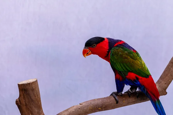 Loro Lori Lorius Lory Sobre Percha Madera Con Fondo Blanco — Foto de Stock