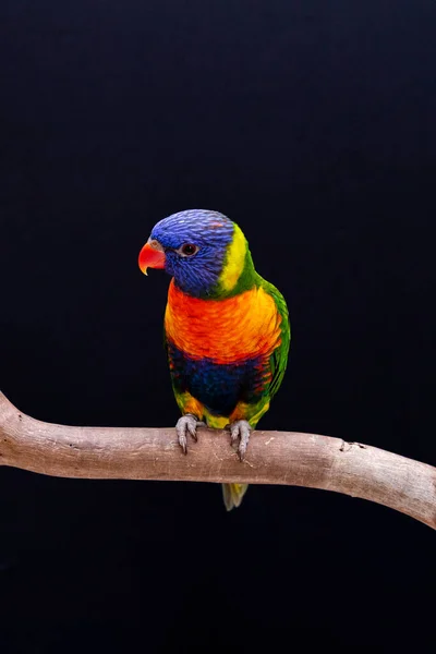 Parrot Trichoglossus Moluccanus Wooden Perch — Stock Photo, Image