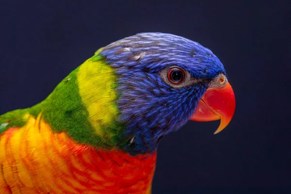 Parrot Trichoglossus Moluccanus Wooden Perch — Stock Photo, Image