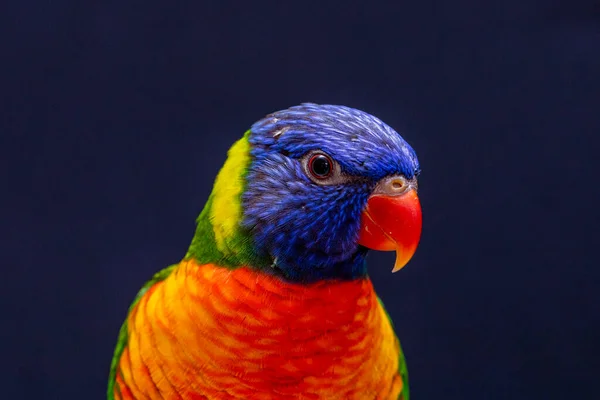 Parrot Trichoglossus Moluccanus Wooden Perch — Stock Photo, Image