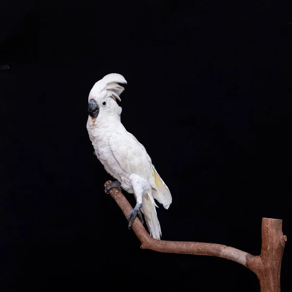 Białe Kakadu Zbliżenie Czarnym Tle — Zdjęcie stockowe