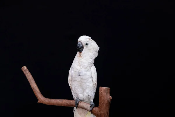 White Cockatoo Closeup Black Background — Stock Photo, Image