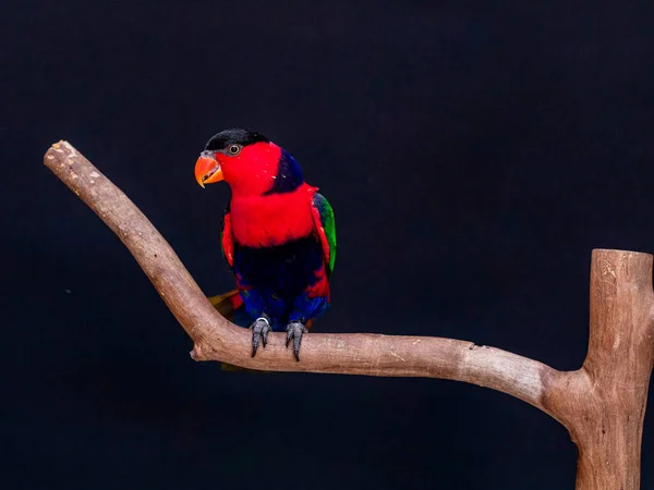 Lory Parrot Lorius Lory Träabborre Med Vit Bakgrund — Stockfoto