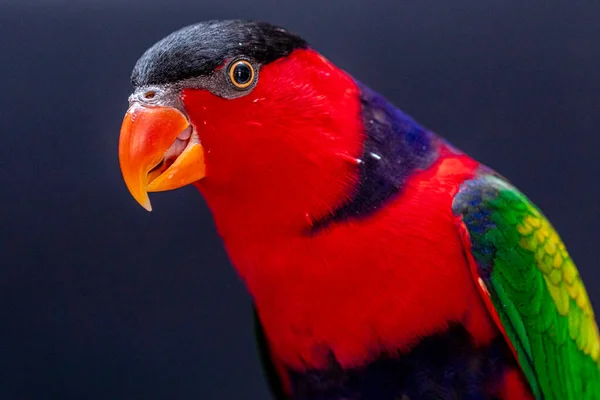 Lory Parrot Lorius Lory Beyaz Arkaplan Ile Ahşap Levrek Üzerinde — Stok fotoğraf