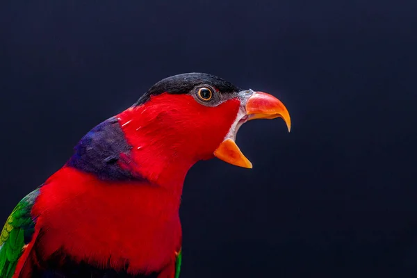 Perroquet Doré Lorius Lory Sur Perchoir Bois Avec Fond Blanc — Photo