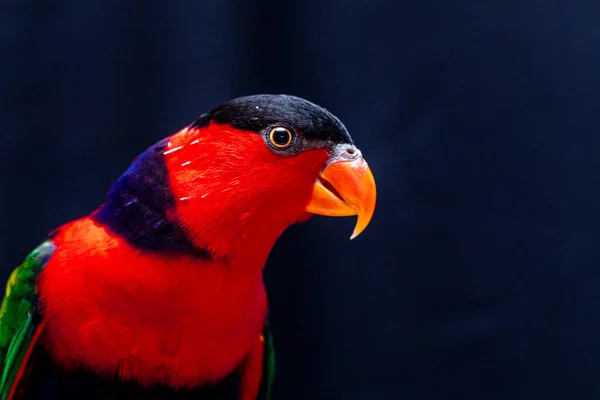 Perroquet Doré Lorius Lory Sur Perchoir Bois Avec Fond Blanc — Photo