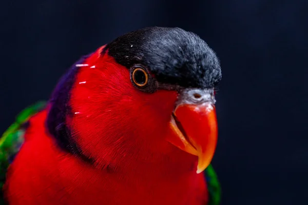 Lory Parrot Lorius Lory 在白色背景的木制栖木上 — 图库照片