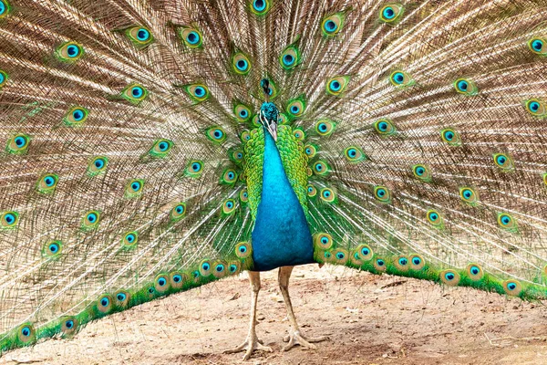 Καταπληκτικό Ινδικό Αρσενικό Peacock Pavo Cristatus — Φωτογραφία Αρχείου