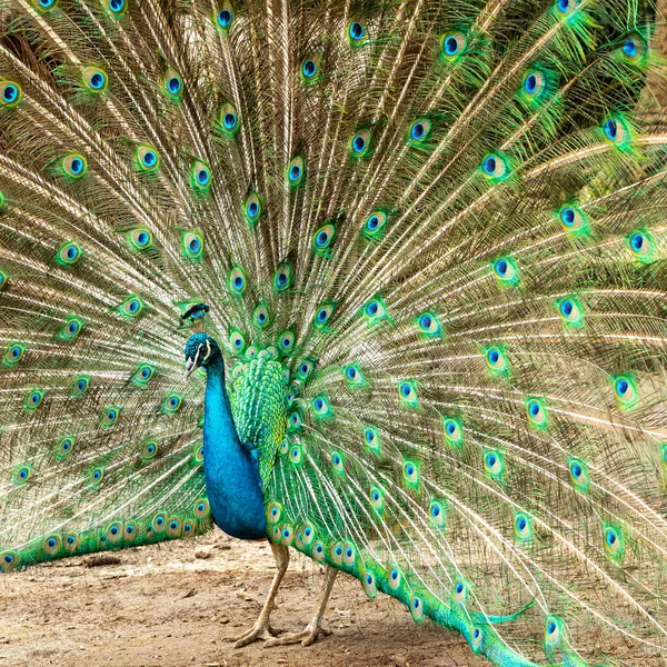 Καταπληκτικό Ινδικό Αρσενικό Peacock Pavo Cristatus — Φωτογραφία Αρχείου