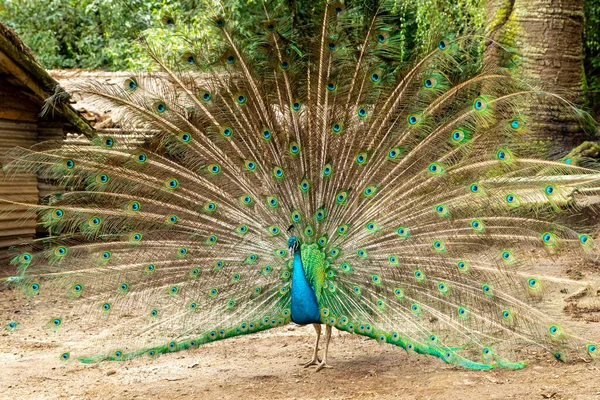 Verbazingwekkende Indiase Man Peacock Pavo Cristatus — Stockfoto