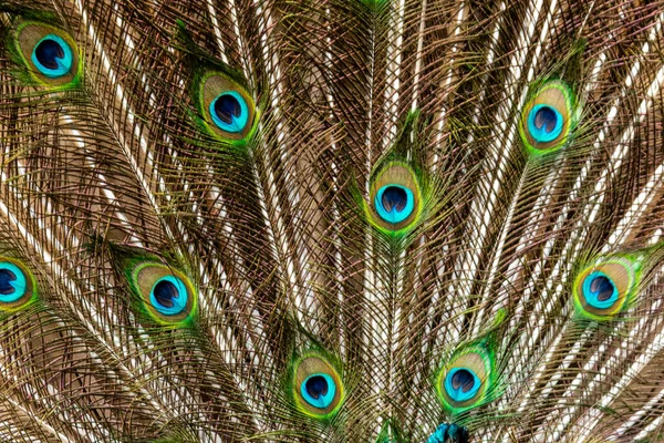 Closeup on peacock feathers, texture background.