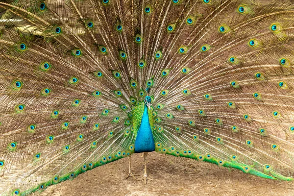Amazing Indian Male Peacock Pavo Cristatus — Stok Foto