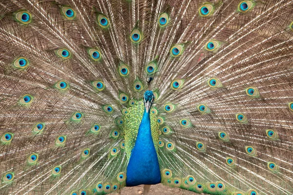 Amazing Indian Male Peacock Pavo Cristatus — Stock Photo, Image