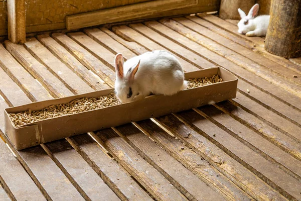 Cute rabbit sitting on food pot.