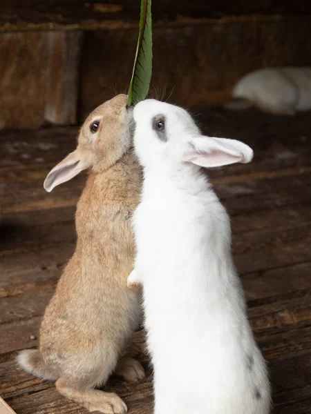 Rabbits Getting Eat Green Leaf — Stock Photo, Image
