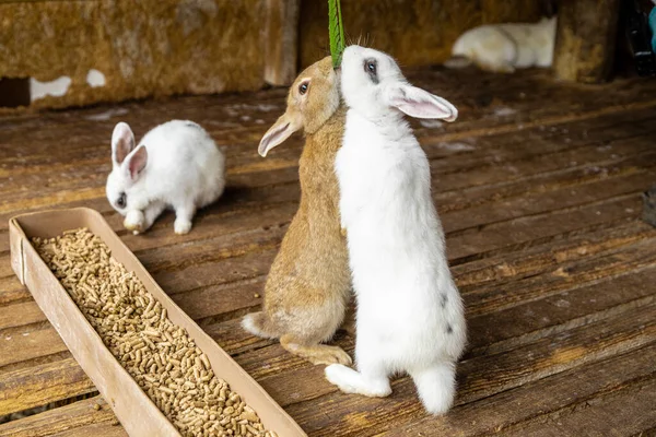 緑の葉を食べるために立ち上がるウサギ — ストック写真