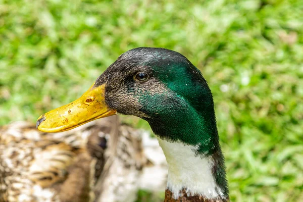 Krásné Kachny Ležící Trávě Odpočívající — Stock fotografie