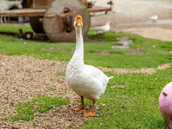 Geese Περπάτημα Κατά Μήκος Του Γκαζόν Μια Ηλιόλουστη Μέρα — Φωτογραφία Αρχείου