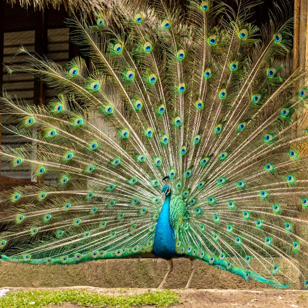 Increíble Indio Macho Pavo Real Pavo Cristatus — Foto de Stock