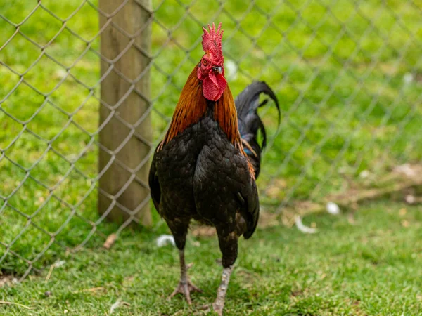 Κοτόπουλο Ελεύθερης Βοσκής Παραδοσιακό Πτηνοτροφείο — Φωτογραφία Αρχείου
