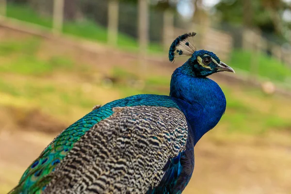 Primer Plano Pavo Real Granja — Foto de Stock