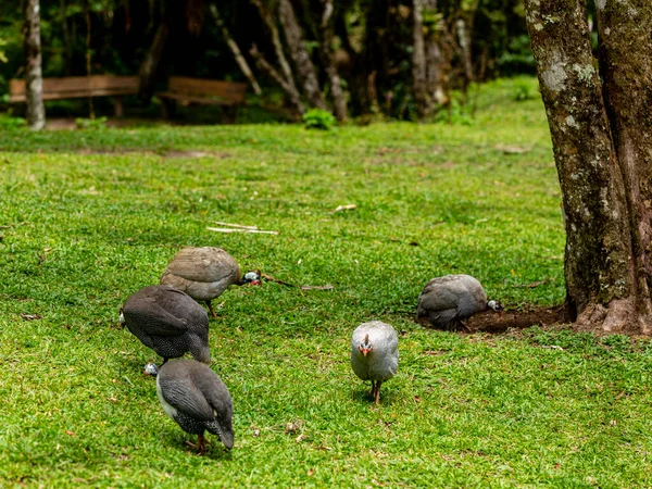 Angola Gallina Caminando Césped Granja — Foto de Stock