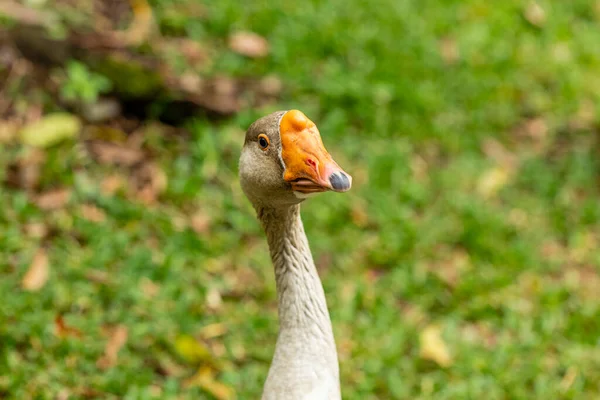 農場のガチョウの上の閉鎖 — ストック写真