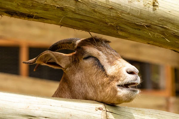 Großaufnahme Ziege Auf Dem Bauernhof — Stockfoto