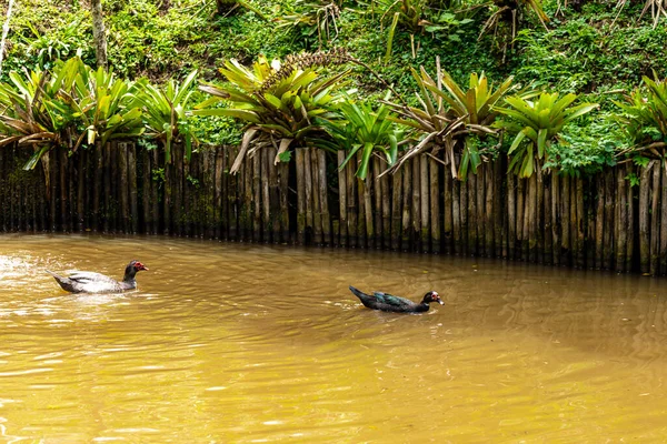 Patos Nadando Estanque Granja — Foto de Stock