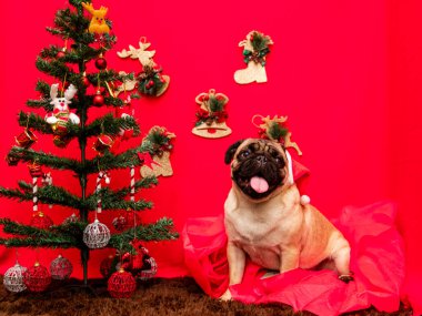 Pug dog 'lu Noel hayvanı fotoğrafçılığı