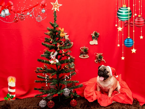 Vánoční Zvířátko Fotografie Pug Dog — Stock fotografie