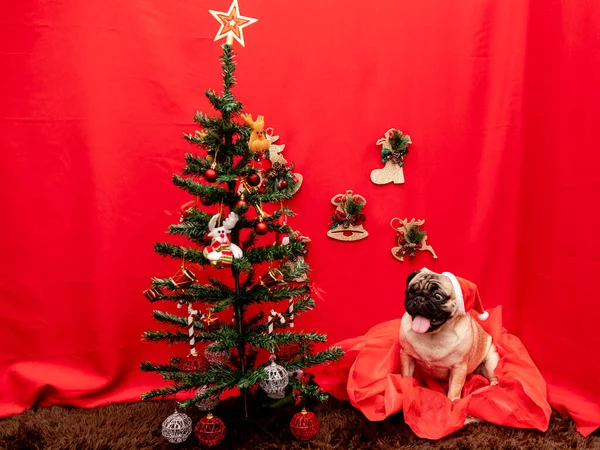 Vánoční Zvířátko Fotografie Pug Dog — Stock fotografie