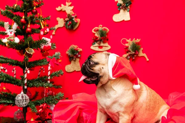 Photographie Animalière Noël Avec Chien Carlin — Photo