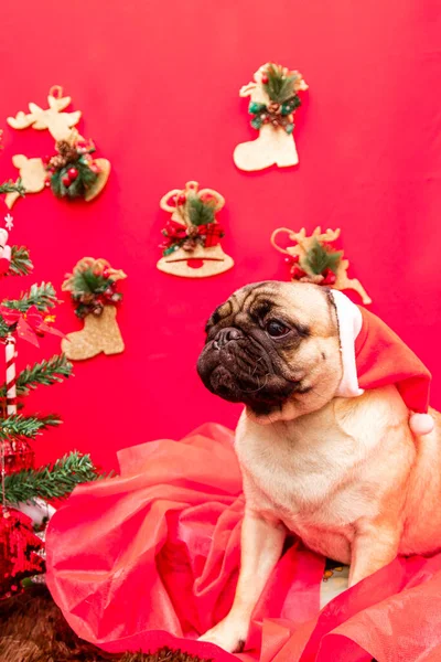 Vánoční Zvířátko Fotografie Pug Dog — Stock fotografie