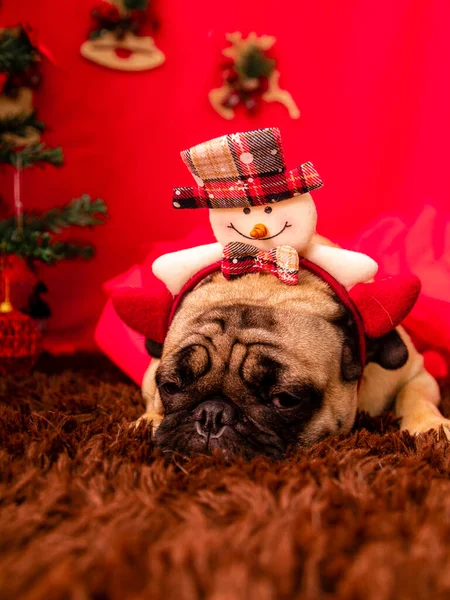 Natal Pet Fotografia Com Cão Pug — Fotografia de Stock