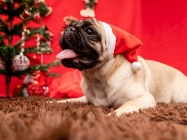 Pug dog 'lu Noel hayvanı fotoğrafçılığı