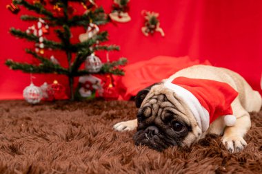 Pug dog 'lu Noel hayvanı fotoğrafçılığı