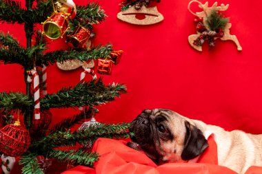 Pug dog 'lu Noel hayvanı fotoğrafçılığı