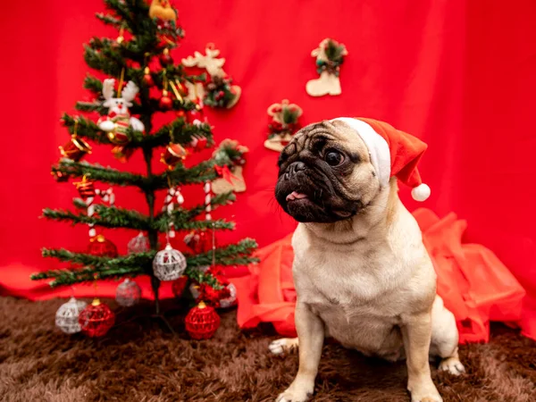 Photographie Animalière Noël Avec Chien Carlin — Photo