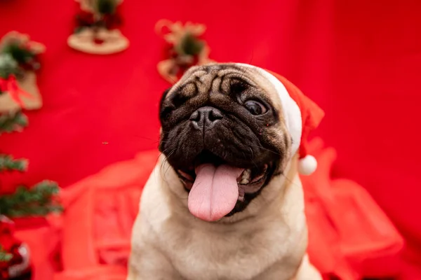 Photographie Animalière Noël Avec Chien Carlin — Photo