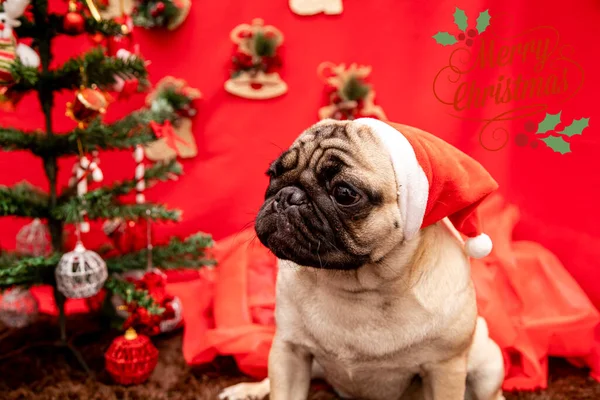 Photographie Animalière Noël Avec Chien Carlin — Photo