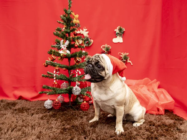 Photographie Animalière Noël Avec Chien Carlin — Photo