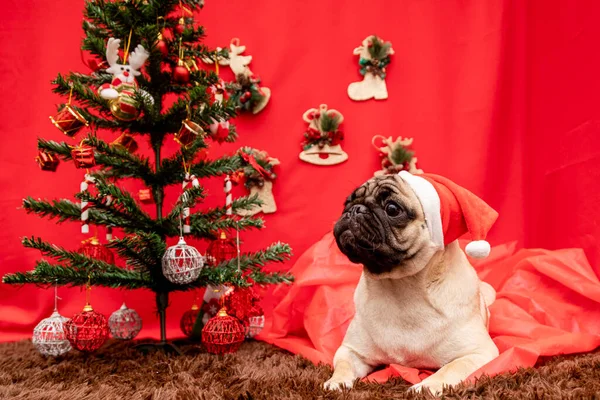 Photographie Animalière Noël Avec Chien Carlin — Photo