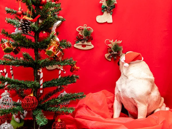 Photographie Animalière Noël Avec Chien Carlin — Photo